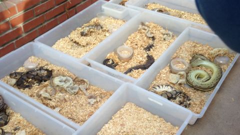 Hundreds of snakes, most of them dead, were found in the home of a man in Santa Ana, California.