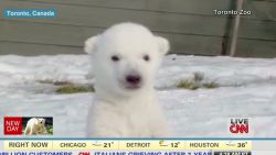 newday polar bear cub sees snow first time tell_00001319.jpg