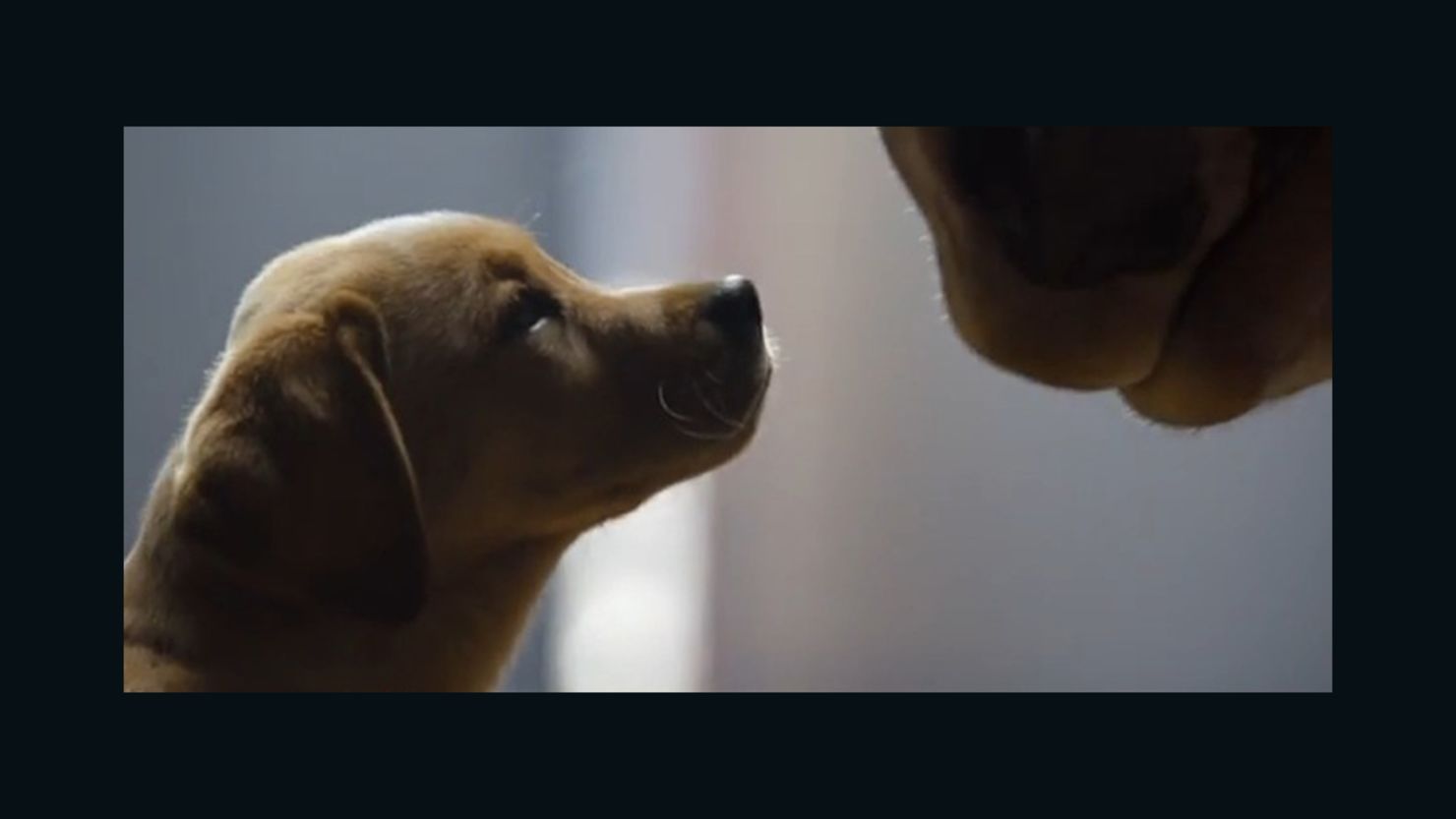 Budweiser's 2014 Super Bowl ad focuses on the friendship between a puppy and its signature Clydesdale.