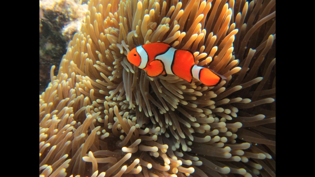 A clownfish swims in the Great Barrier Reef, a diverse ecosystem stretching 2,300 kilometers (1,429 miles) along the Queensland coast of Australia. A plan has been approved by the Australian government to dump 3 million cubic meters of dredge spoil in the Great Barrier Reef Marine Park. The proposal gained final approval by the Great Barrier Reef Marine Park Authority and is subject to "strict conditions."