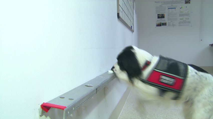 dogs taught to sniff out cancer _00004715.jpg