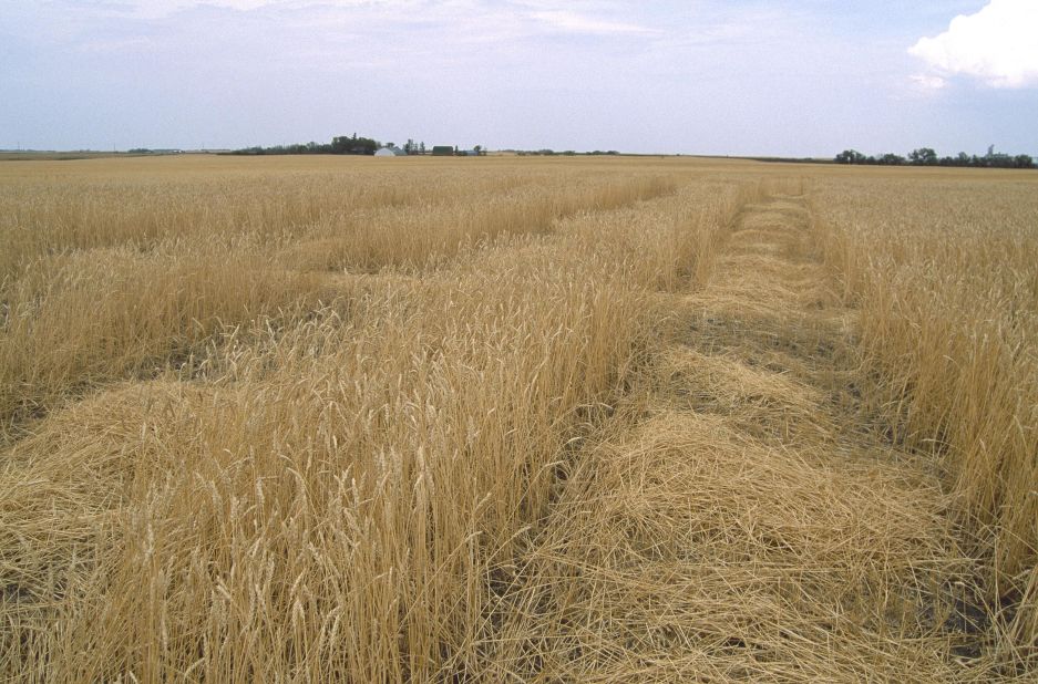 A number of countries have questioned the potential benefits of GM crops. Here, GM wheat fields grow in Saskatchewan, Canada. 
