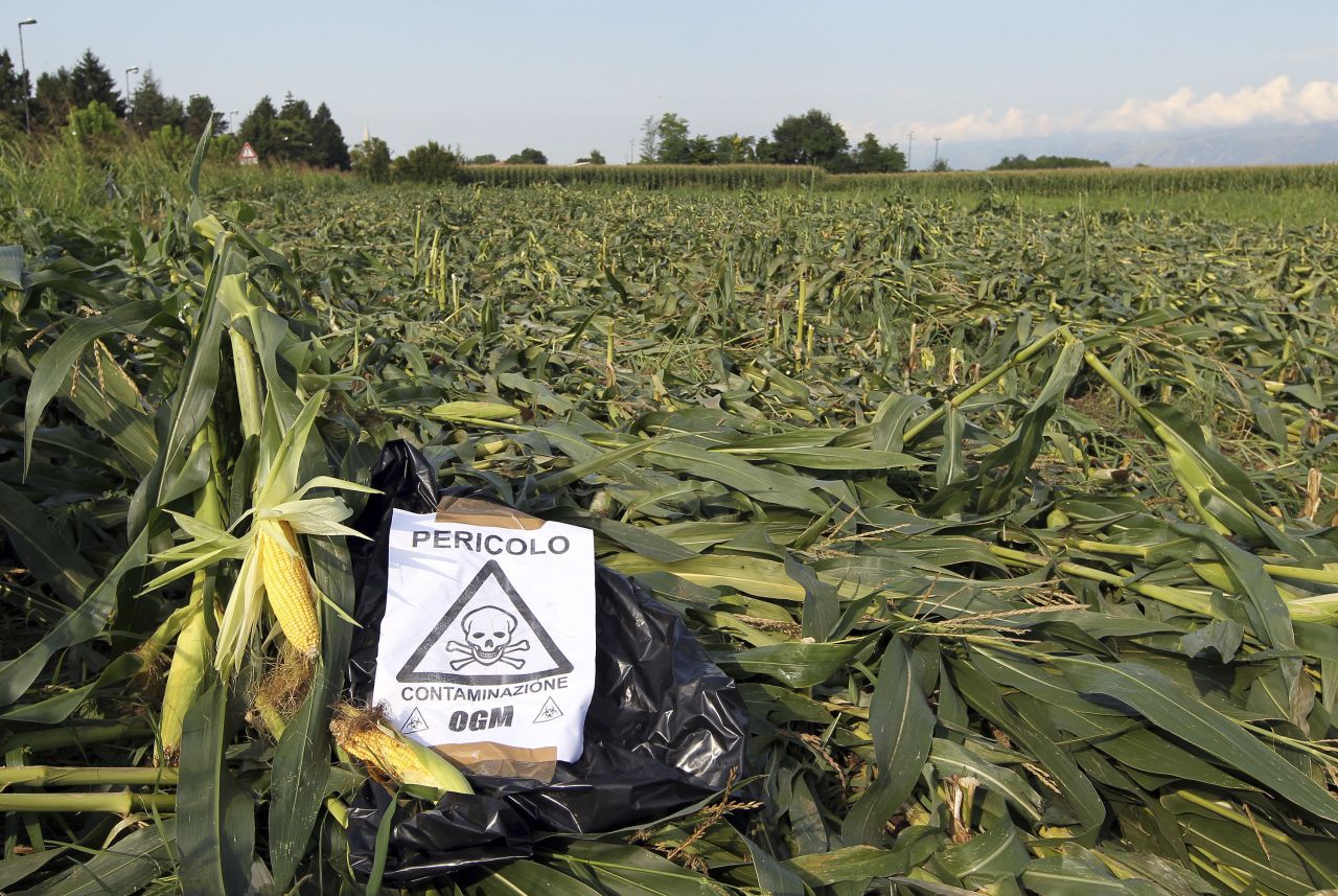A sign, "Danger, GMO contamination," is posted by almost an acre of nearly mature GM corn that earlier had been trampled by anti-GMO activists, near Pordenone, northern Italy, in 2010.