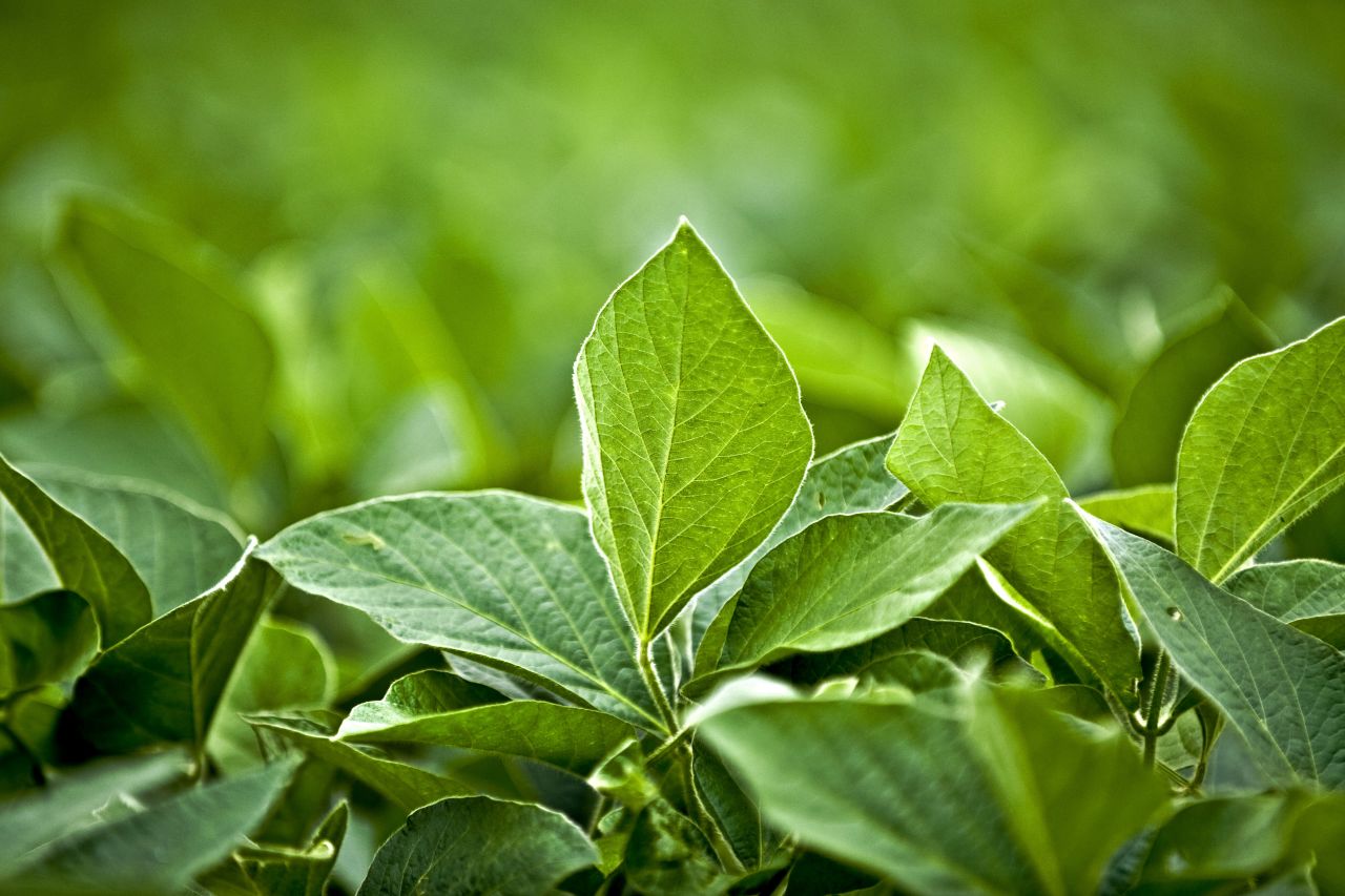 Monsanto, the world's largest seed company, tests genetically engineered variants of soybean seeds that would tolerate the company's Roundup herbicide and provide protection from insects.  