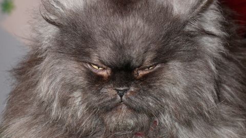 Colonel Meow: The cat. The myth. The legend. Dead at age 2.