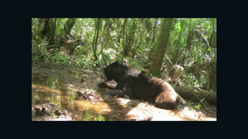 A Florida woman was arrested multiple times for feeding bears.