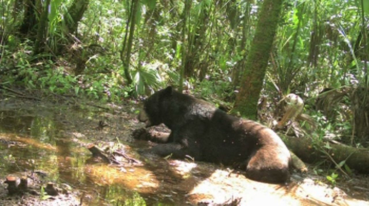 En 2009, Teddy, un oso negro que tenían como mascota (no es el que aparece en la fotografía), atacó y mató a su dueño.