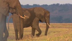 spc marketplace africa loki osborn elephant pepper_00002305.jpg