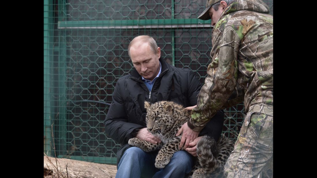 Putin holds a Persian leopard cub in February 2014 at a breeding and rehabilitation center in the Black Sea resort of Sochi. Perhaps the most important vote in Russia's