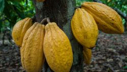 (FILES) - A photo taken on August 7, 2013 shows cocoa pods on a tree in a farm in Sao Felix do Xingu, Para state, northern Brazil. AFP PHOTO / YASUYOSHI CHIYASUYOSHI CHIBA/AFP/Getty Images