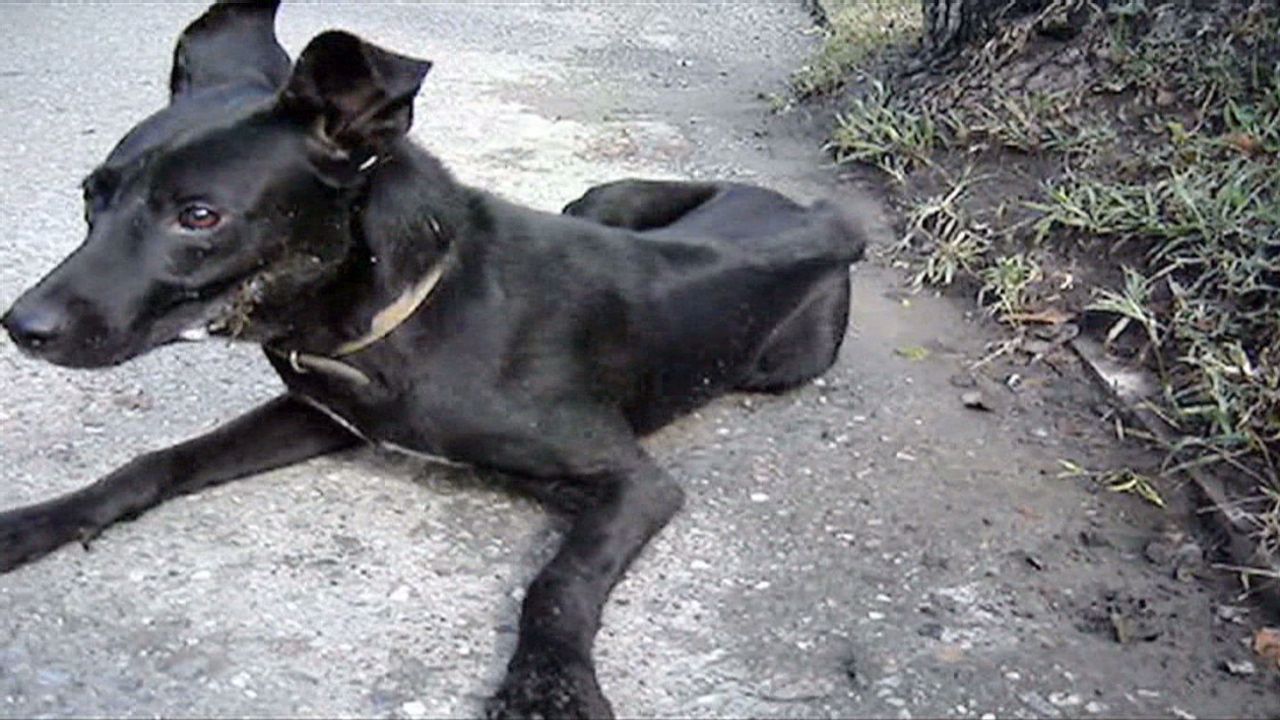 Are Sochi officials poisoning stray dogs? | CNN