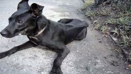 russia sochi officials street dogs watson pkg_00000802.jpg