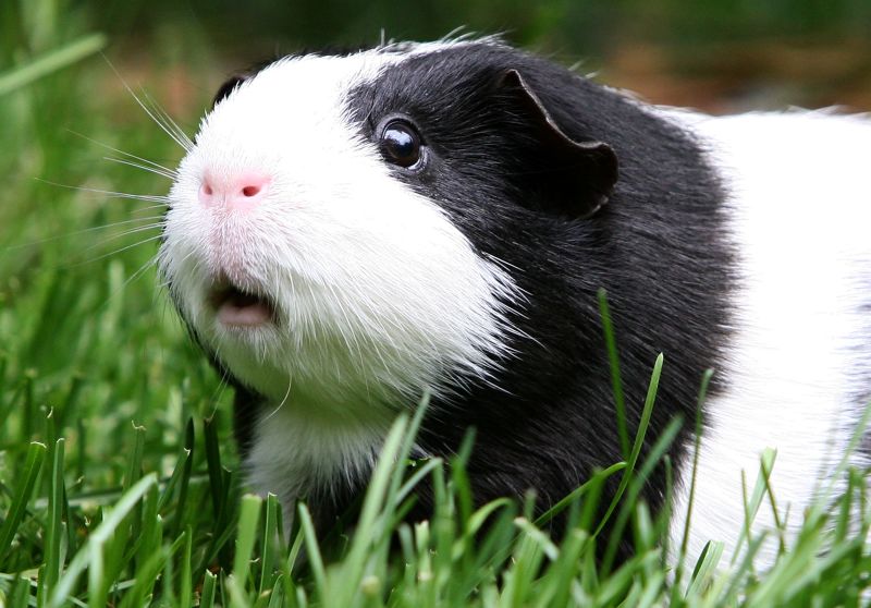 Guinea pig 2024 sick symptoms