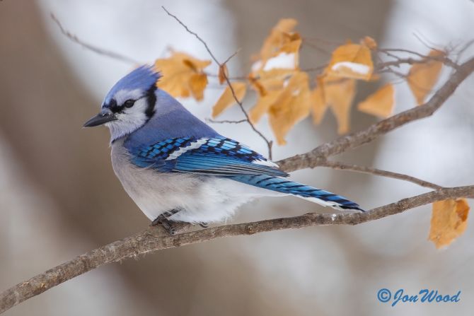 Jon Wood tomó esta foto de un pájaro azul en el Parque Estatal de Camden en Lynd, Minnesota.