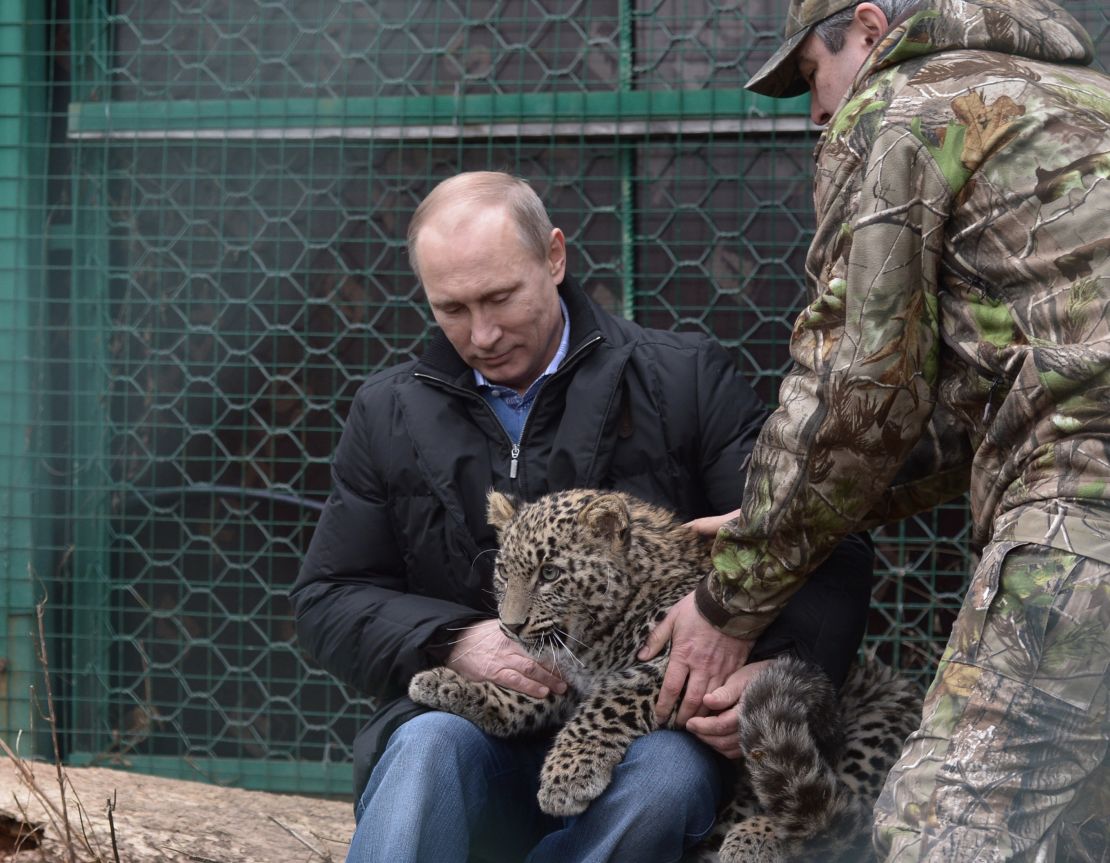 First the bare-chested fishing, now the "Sochi leopard" pose.