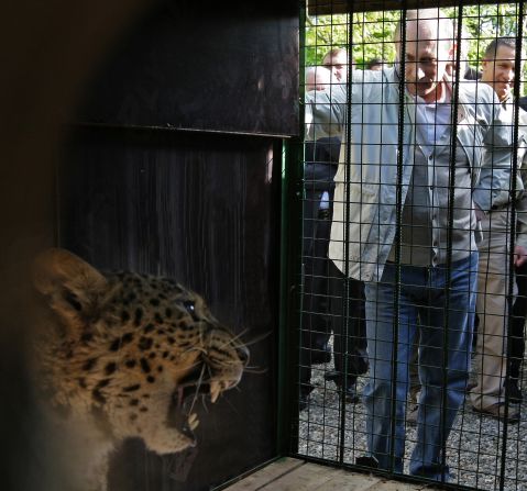 The Persian leopard -- here being alarmed by Putin -- is being reintroduced to the Sochi region. It's also a mascot of the Games. 