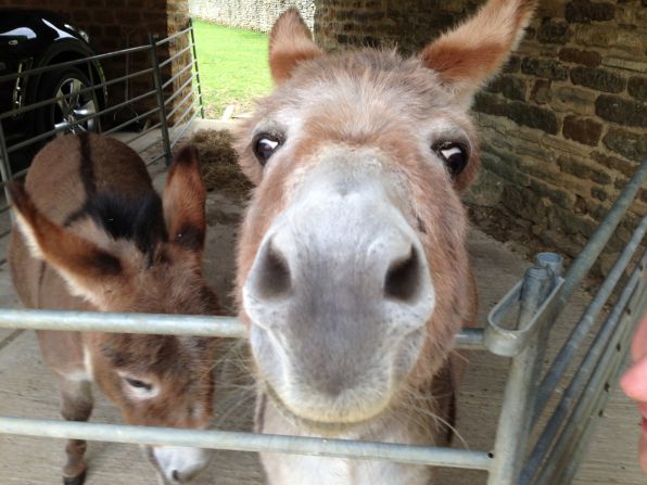 Stars of Formula One are raising money for Great Ormond Street Hospital Children's Charity by donating personal photographs which will be auctioned in central London Friday. "This is a photo of my two miniature donkeys," explains Red Bull boss Christian Horner. "Bobby is on the left and it's Betsy close up!"
