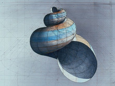 Rafael Araujo creates remarkable drawings, like this shell, using principles of geometgry. - (Courtesy Rafael Araujo)