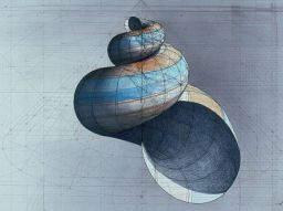 Rafael Araujo creates remarkable drawings, like this shell, using principles of geometgry. - (Courtesy Rafael Araujo)