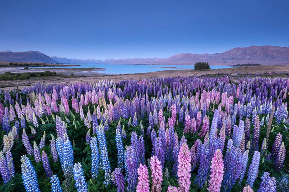 The best time to see the lupins is the first two weeks of December, says Hollman. 
