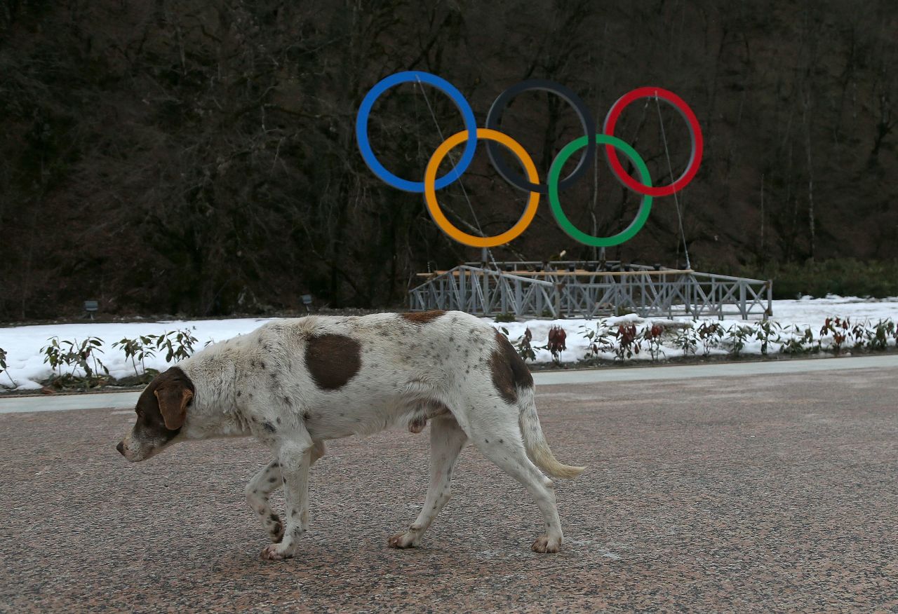 This dog has the posture of an animal that looks less than impressed by the impending start of the Winter Olympics. <a href="http://edition.cnn.com/2014/02/05/world/europe/russia-sochi-stray-dogs/index.html?hpt=hp_t2">In the countdown to the Winter Games, Russian animal rights activists have accused city authorities of ramping up a campaign to exterminate street dogs through the use of poison.</a>