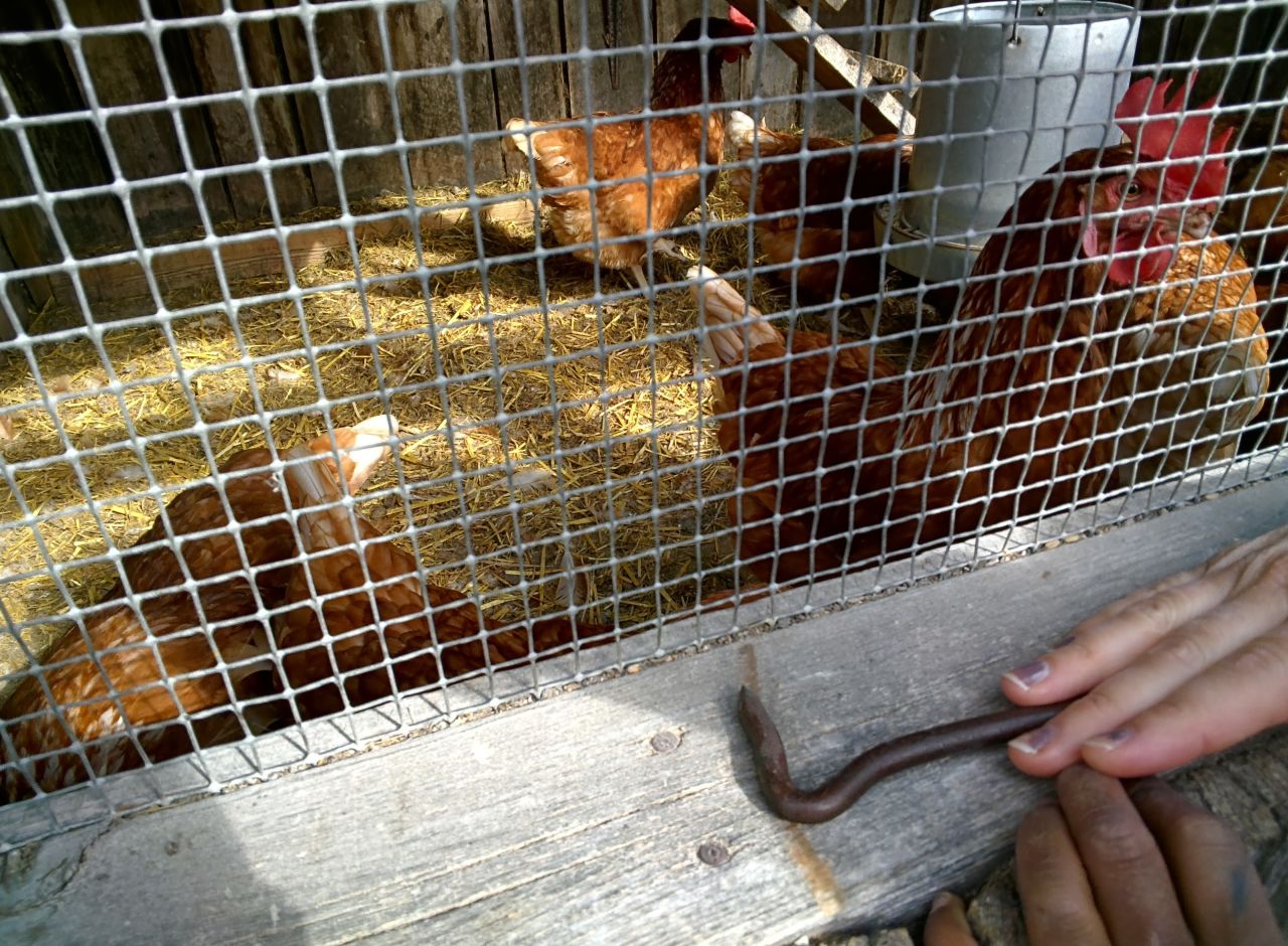 A pre-kindergarten student used Glass to record interactions with chickens while on a field trip to a farm.