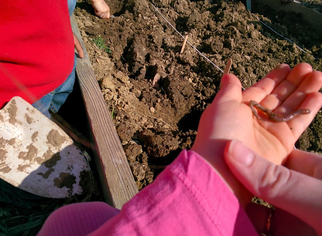 A kindergarten student took this photo with Glass while working in the school garden. She was planting a bulb for spring and discovered a worm.