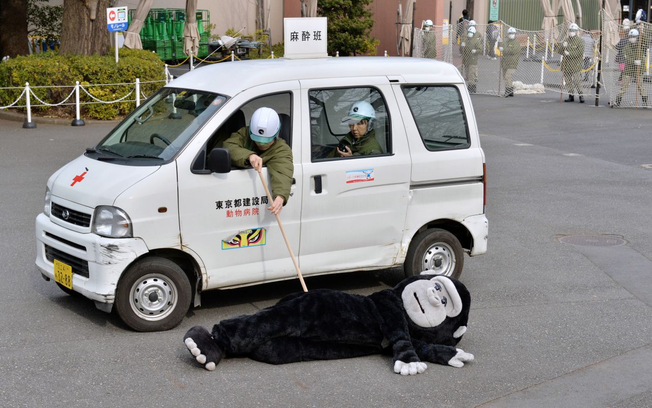 Staff at Japan's Ueno Zoo practiced capturing escaped animals by chasing around one of their colleagues wearing a gorilla suit.