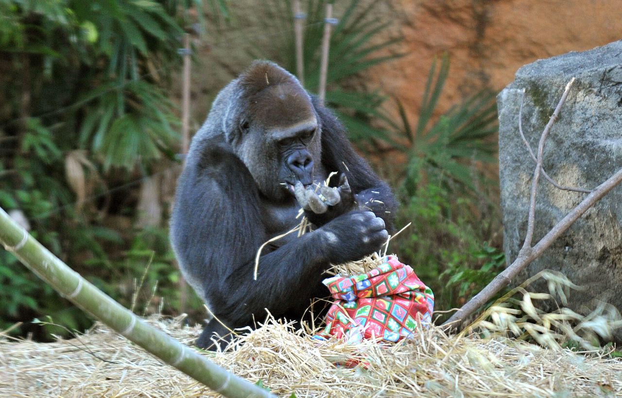 This real gorilla from the Ueno Zoo finds nothing to get so excited about.