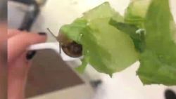 dnt hi snail found in school lunch_00001025.jpg