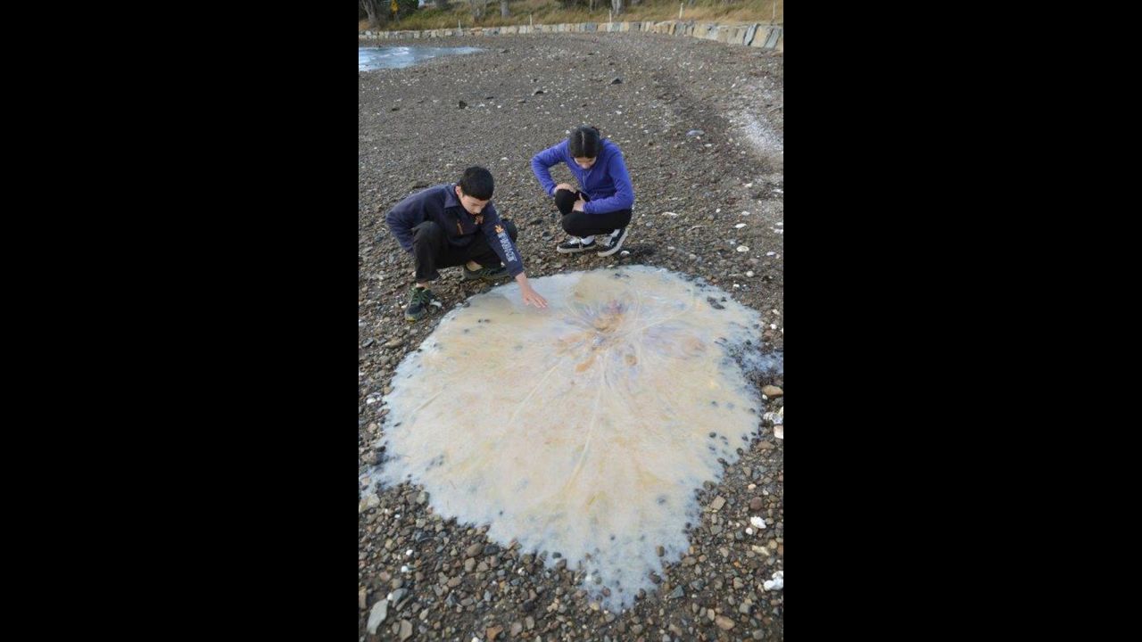 A 5-foot giant jellyfish recently washed up on a beach in Tasmania, an island off the southeast coast of Australia. Scientists are working to classify the new species. Click through the gallery to see more photos of jellyfish around the world.