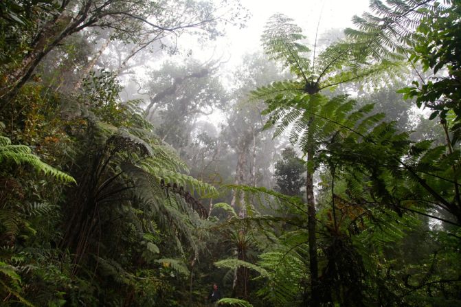 Los follajes del Parque Nacional del Monte Kinabalu son algunos de los lugares biológicamente más diversos del planeta, hogar de 800 especies de orquídeas y 600 especies de helechos, de las cuales más o menos 50 son endémicas.