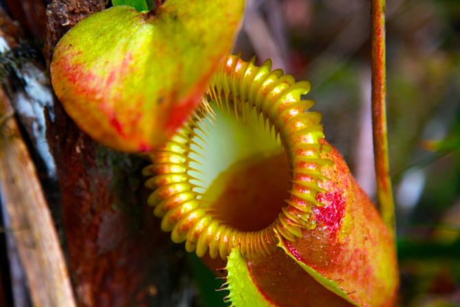 Nepenthes villosa are the largest and most beautiful of 13 species of carnivorous pitcher plants found within Mount Kinabalu National Park. 