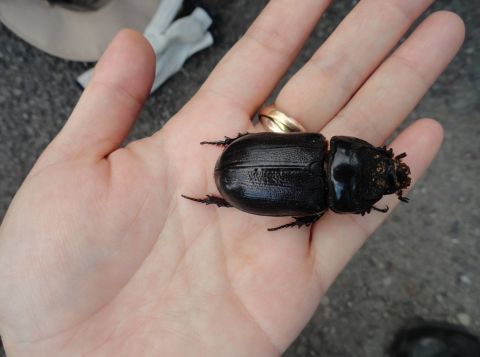 Authorities with the Hawaii Department of Agriculture recently confirmed the presence of the invasive coconut rhinoceros beetle on the Joint Base Pearl Harbor -- Hickam, near Honolulu, Hawaii. On the island of Oahu, the insect eats and destroys palm trees. 