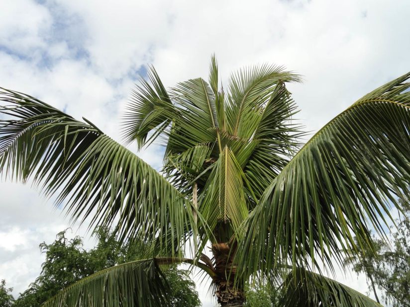 According to <a href="http://hdoa.hawaii.gov/pi/main/crb/" target="_blank" target="_blank">Hawaii's Department of Agriculture</a> site the damage palm trees by boring into the crown of the tree to feed on the sap. They cut through developing leaves, causing damage to the fronds. V-shaped cuts in the fronds and holes through the midrib are visible as leaves mature and unfold.