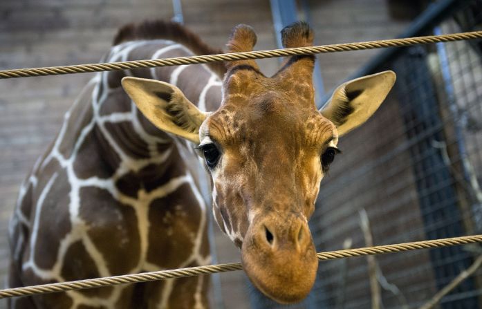 A Danish zoo has euthanized a healthy male giraffe, named Marius, saying it had a duty to avoid inbreeding. This photo of the giraffe was taken on February 7.  The 18-month-old giraffe was put down with a bolt gun on Sunday, February 9, according to a zoo spokesman.