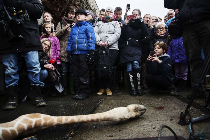 Visitors to the zoo watch as the giraffe is autopsied and butchered. 