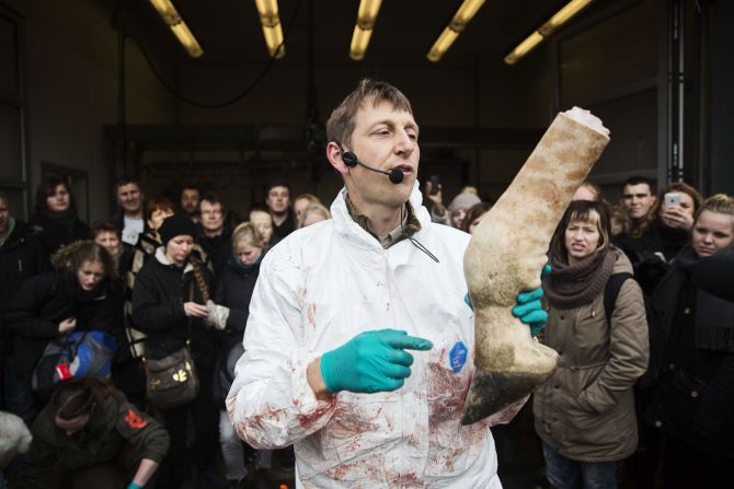 A zoo vet carries out an autopsy on the giraffe. 