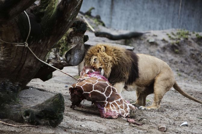 The giraffe was killed using a bolt gun, not a lethal injection, so that the meat would not be contaminated and could be used to feed the lions and other carnivores. 