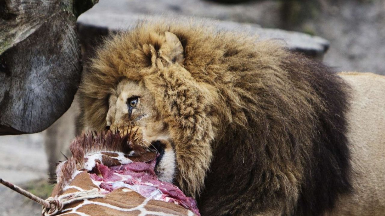 Copenhagen Zoo kills 4 lions, weeks after shooting giraffe | CNN