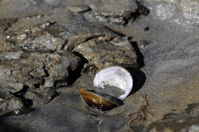 A fresh-water mussel lies on the bank of the Dan River on February 5. 