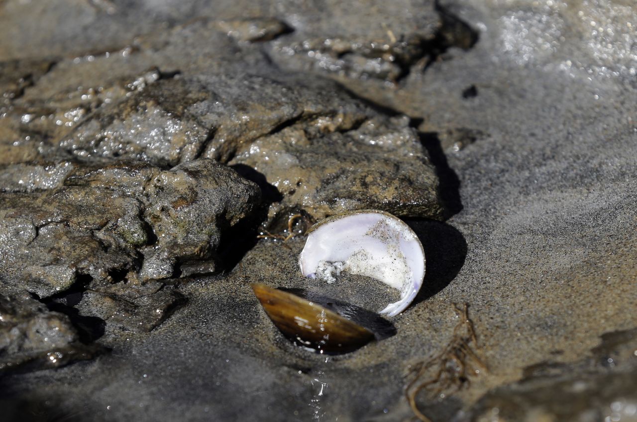 A fresh-water mussel lies on the bank of the Dan River on February 5. 