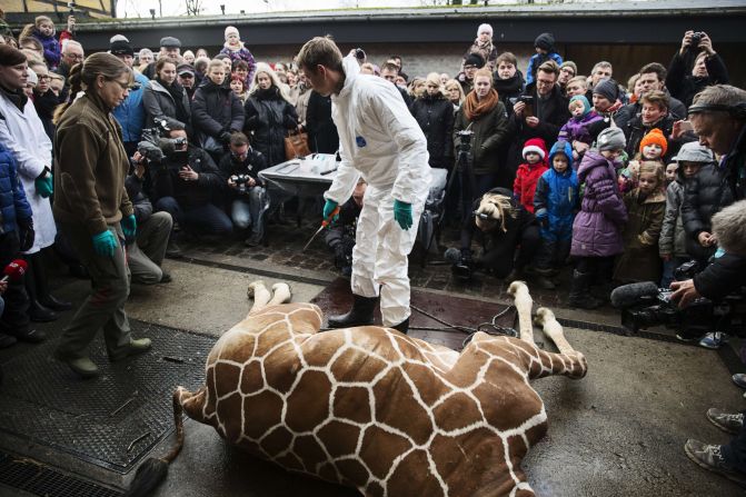 After an autopsy the giraffe was dismembered in front of a zoo audience that included children, and fed to the zoo's lions.