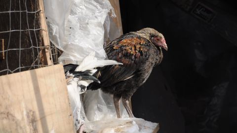 "Operation Angry Birds" the largest cockfighting bust in New York state history, resulted in more than 3,000 seized birds, 70 people taken into custody and nine felony arrests.