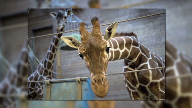 Why Copenhagen zoo was right to cull giraffe | CNN