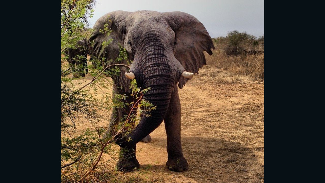Zakouma's elephant population has been decimated by poaching. In 2002 there were more than 4,000 elephants in the park, today just 450.
