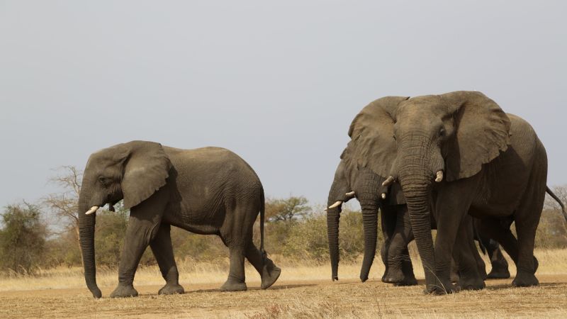 Opinion: Stop U.S. hunters from killing the elephants | CNN