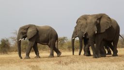 Park Director Rian Labuschagne says for the first time in years, Zakouma's largest herd stayed inside the park instead of migrating beyond its boundaries. A potential sign the herd has adapted to poaching threats outside the park.
