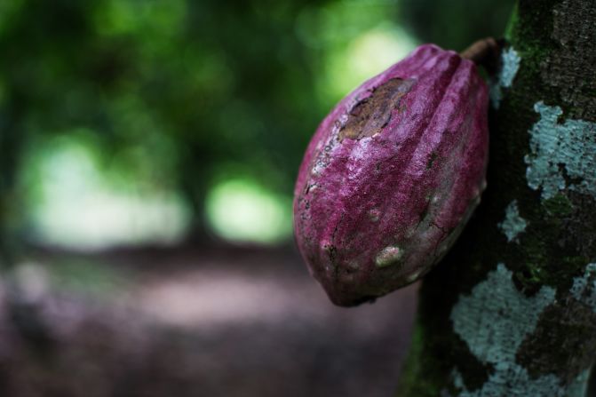 Cocoa pods grow straight from the trunk of the cocoa tree, Theobroma cacao, or "food of the gods." One tree produces between 20 and 30 pods a year, each containing 20 to 50 almond-sized cocoa beans.