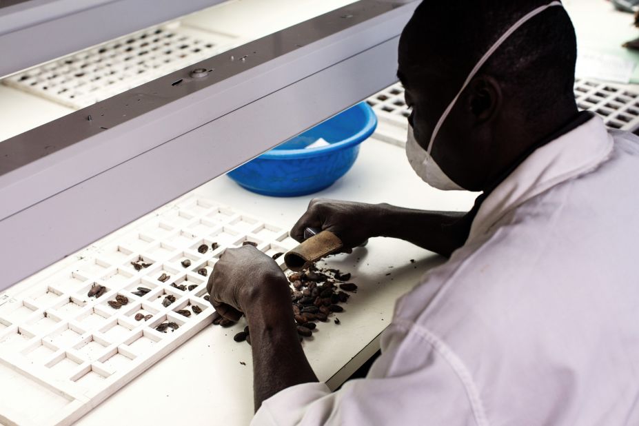 A worker checks the condition of cocoa beans to make sure they are free of mold, insect damage and disease.